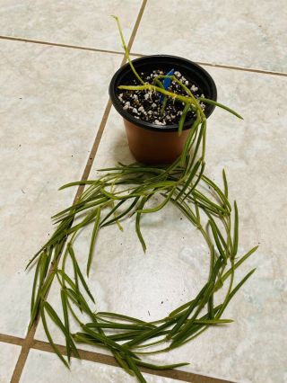 B07 Rare Hoya Linearis Wax Plant 40” Long Double Strands Easy & Cute ❤️