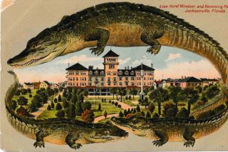 Antique Alligator Border Postcard Hotel Windsor Hemming Park Jacksonville Fl Pm