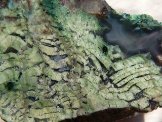 Rimrock: 13.  6 Oz Rare Cabbing Eastern Oregon Agatized Petrified Green Wood Rough