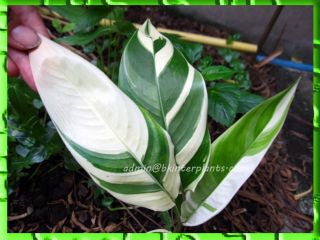 Rare " Heliconia Red Flower Variegated " Tropical Compact Plant,  Phyto@@