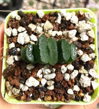 Haworthia Truncata Offspring Rare Succulent Plant In 3 " Pot