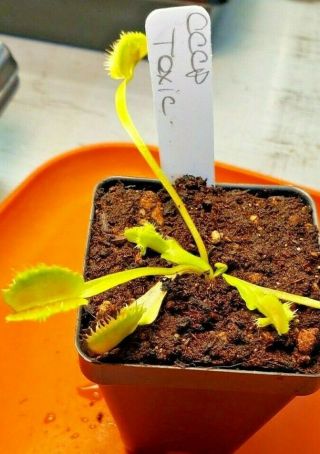 Rare Carnivorous Venus Flytrap Plant " Toxic "