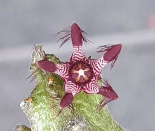 Rhytidocaulon Hybrid Rare No Stapelia Tridentea Pseudolithos Huernia Duvalia