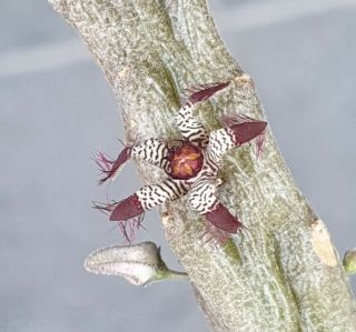 Rhytidocaulon Hybrid2 Rare No Stapelia Tridentea Pseudolithos Huernia Duvalia