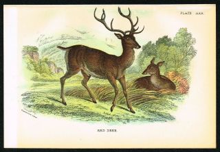 1896 Cervus Elaphus,  Red Deer,  Antique Print - Lloyds Natural History