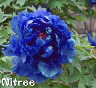 Chinese Peony Roots Gorgeous Flowers Perennial Fragrant Rare Blue Bonsai Plants