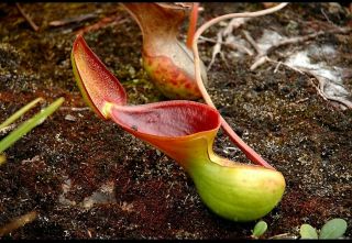 Nepenthes Lowii Extremely Rare Highland 