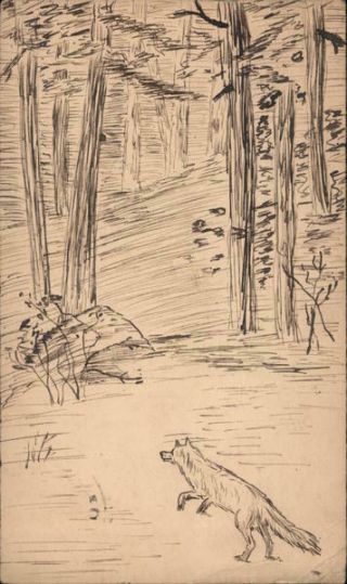 Hand Drawn 1908 A Fox In The Woods Pencil Drawing Antique Postcard 1c Stamp
