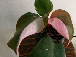 Hot Pink Princess Philodendron Rare Aroid Variegated Plant