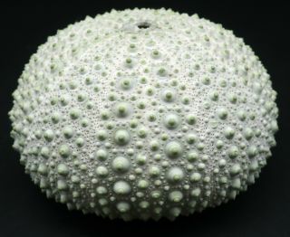 Rarely offered Heliocidaris tuberculata 94.  8 mm Norfolk Island sea urchin 2