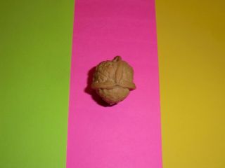 Unusual Strange Uncommon Lucky Walnut 3 Sections Segments Weird Nut Rare Unique