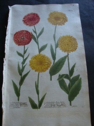 Rare Weinmann Mezzotint Botanical Folio Print 1740: Caledula Flore Aureo.  283