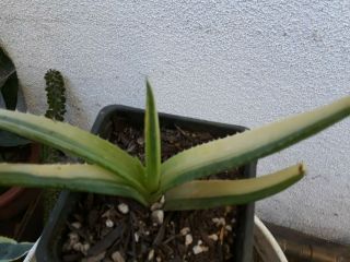 Aloe Saponaria Highly Variegated Plant Rare Cactus Succulent