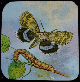 Rare Magic Lantern Slide Clifden Nonpareil Moth & Caterpillar C1890 Drawing