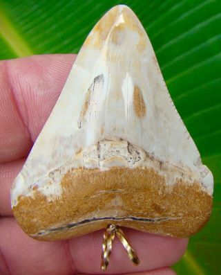 Angustidens Shark Tooth Necklace Pendant - 2 & 1/4 In.  Rare - White Color