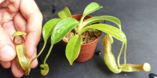 Nepenthes Sp.  Harauensis Seed Grown - Ultra Rare Carnivorous Pitcher Plant