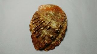 Haliotis mariae - Rare Abalone SPECIMEN SHELL FROM Oman 2