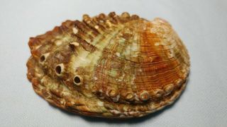 Haliotis mariae - Rare Abalone SPECIMEN SHELL FROM Oman 3