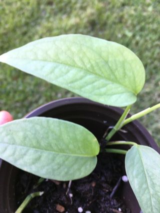 Cebu Blue Pothos (epipremnum Pinnatum) - Rare,  Small Rooted Plant.  Pot 3”.