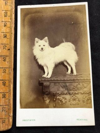 D Rare Antique Cdv 1870s White Mittel Spitz Dog Victorian B&w Photo Cabinet Card