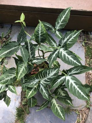 Syngonium Wendlandii Rare Plant