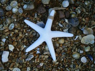Large Starfish Figurine White Resin /bathroom / Star Fish Fishing Boat Beach Sea