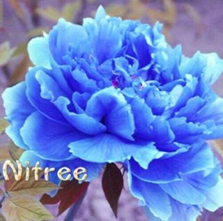 Peony Chinese Flowers Roots Perennial Fragrant Stunning Blue Rare Bonsai Rhizome