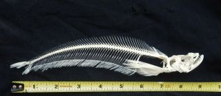 Rare Dinema Sheat Fish Skeleton Real Complete Animal Museum Grade Taxidermy