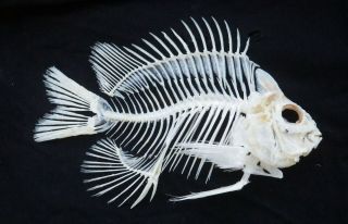 Rare Damsel Fish Skeleton Real Complete Animal Museum - Grade Taxidermy Skull