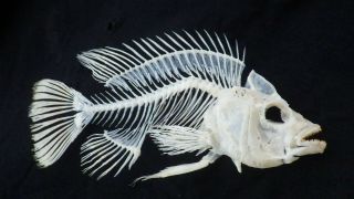 Rare Jewel Cichlid Fish Skeleton Real Complete Animal Museum Grade Taxidermy