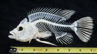 Rare Jewel Cichlid Fish skeleton real complete animal museum grade taxidermy 2