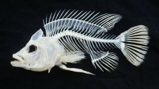 Rare Jewel Cichlid Fish skeleton real complete animal museum grade taxidermy 3