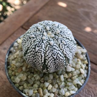 Astrophytum Asterias " Superkabuto V - Type " 4.  0cm Seedling Rare & Beautifu Cactus.