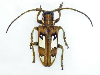 Very Rare Cerambycidae Mymocalothyrza Speyeri Male Cameroon