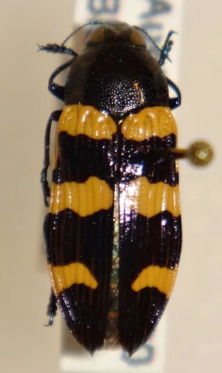 Rare Castiarina Rectifasciata Australia 011 Jewel Beetle Buprestid Calodema