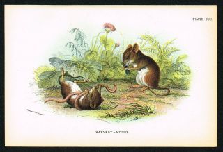 1896 Eurasian Harvest Mouse,  Antique Print - Lloyd 