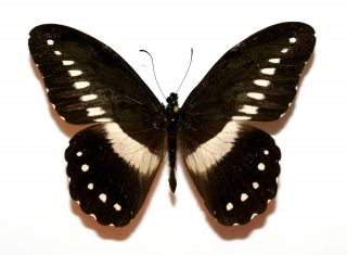 Insect Butterfly Moth Papilionidae Papilio Jacksoni Hecqui - Rare Male No.  3