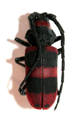 Insect Beetle Coleoptera Cerambycidae Prioninae - Sobarus Poggei - Very Rare Pog 03