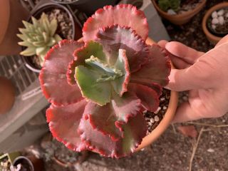 Chauncy Red Variegated Echeveria Rare Succulent Indonesian Import Plant