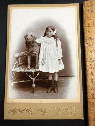 H Antique Victorian 1880s Alfred Coe Girl Tall Terrier B&w Photo Cabinet Card