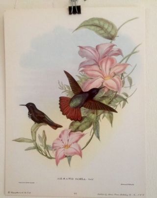 Fine Art Lithograph: Antique Book Plate Emerald Hummingbirds By Gould 11 X 14