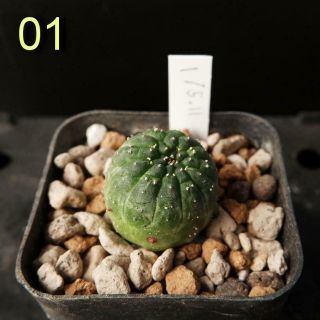Euphorbia Gymnocalycioides (seed Grow) Rare 01 / Succulent