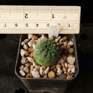 Euphorbia Gymnocalycioides (seed grow) RARE 01 / succulent 2