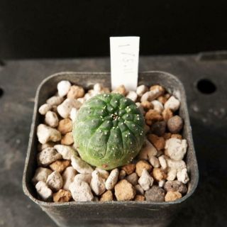 Euphorbia Gymnocalycioides (seed grow) RARE 01 / succulent 3