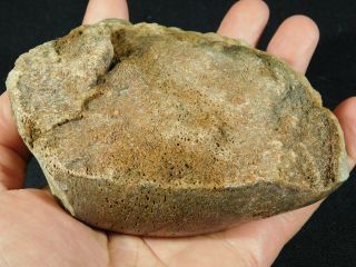 A Big Polished Jurassic Era Dinosaur Leg Bone Fossil Southern Utah 643gr