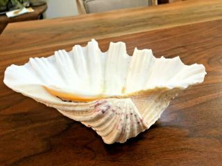 Authentic Rare Large 10 " Long Sea Shell Beach - Collectible Or Use As Soap Dish