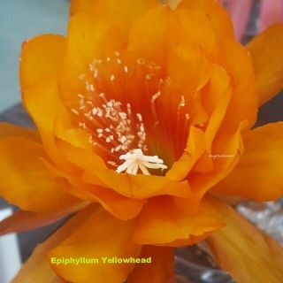 Epiphyllum Yellow Head Cutting,  Rare