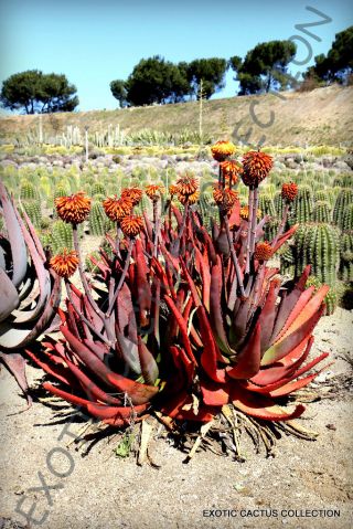 Rare Aloe Capitata Gneissicola Exotic Cacti Succulent Cactus Seed Agave 50 Seeds