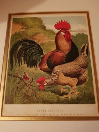 4 X Mounted Antique Prints Of Prize Poultry Pages From Cassell 
