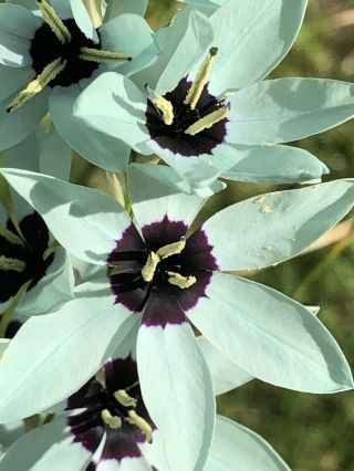 Extremely Rare Ixia Viridiflora | Turquoise Ixia | 5 Bulbs Not Seeds